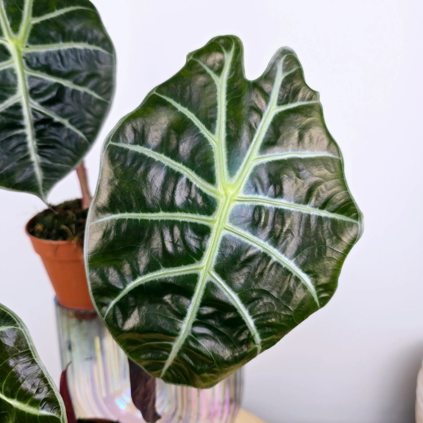 Alocasia suhirmaniana 'Red Petiole'
