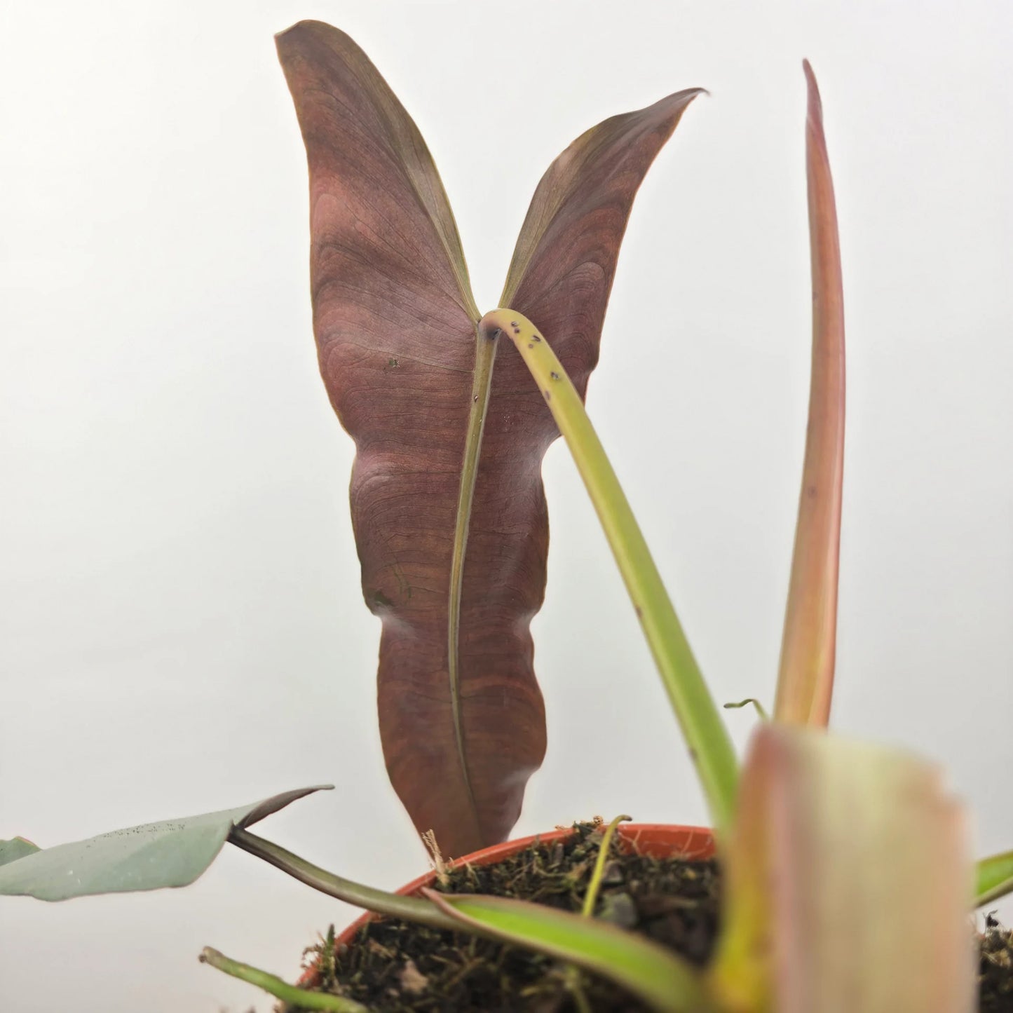 Philodendron atabapoense