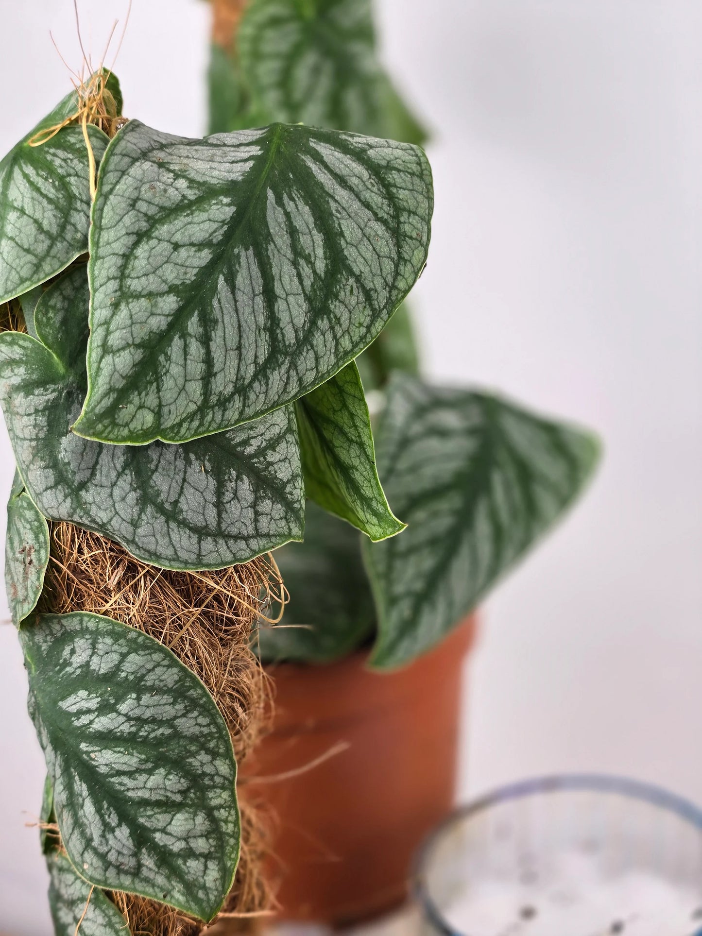 Monstera dubia
