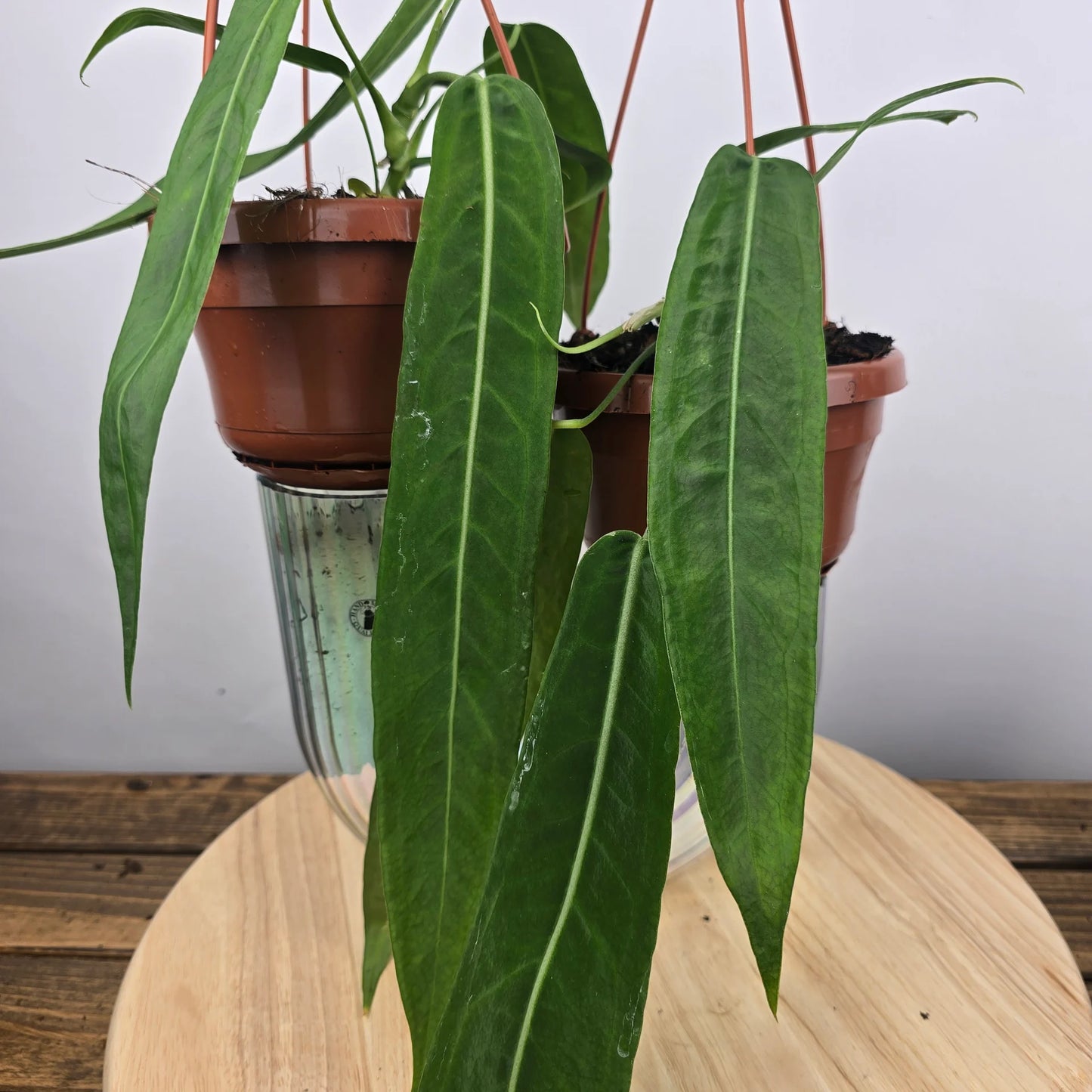 Anthurium pallidiflorum