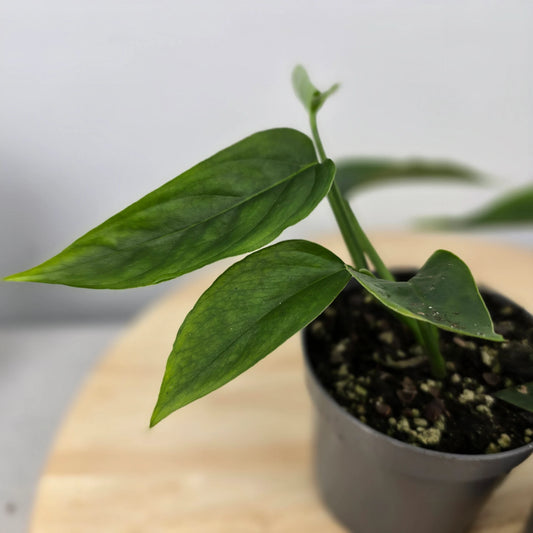 Monstera praetermissa