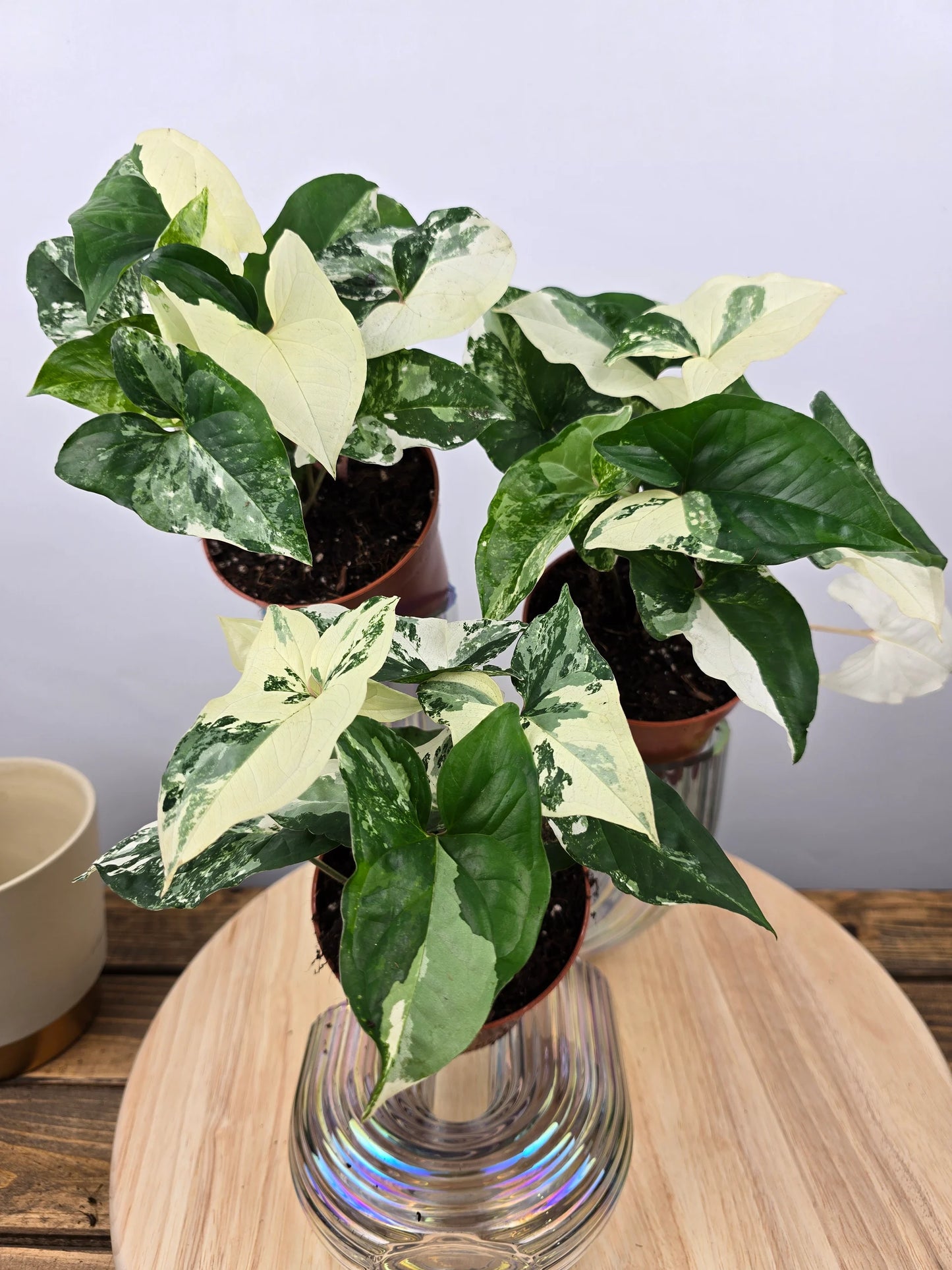 Syngonium podophyllum 'albo variegata'