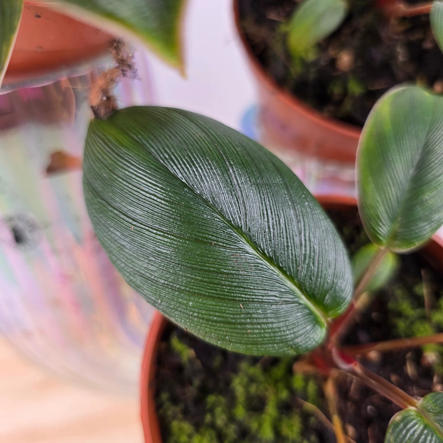 Homalomena wallisii 'Red Sumatra'