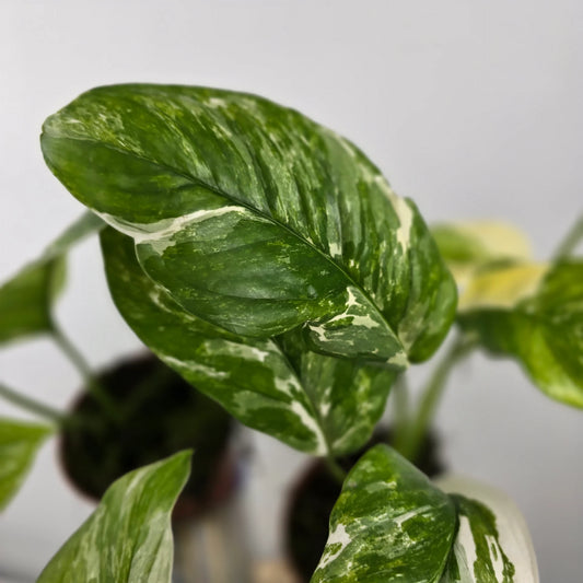 Monstera lechleriana 'Variegata'