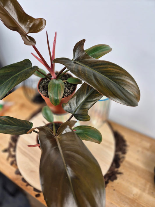 Philodendron Florida Bronze