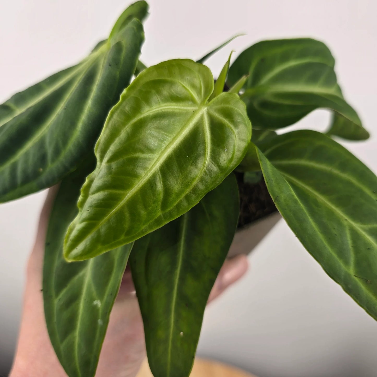 Anthurium villenaorum