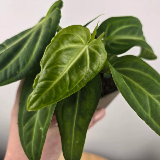 Anthurium villenaorum