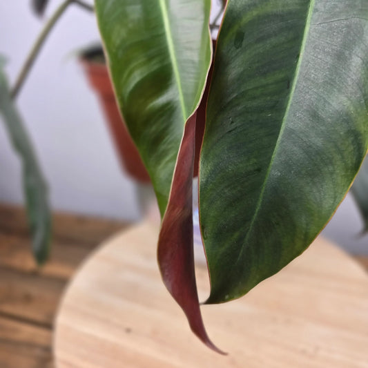Philodendron atabapoense