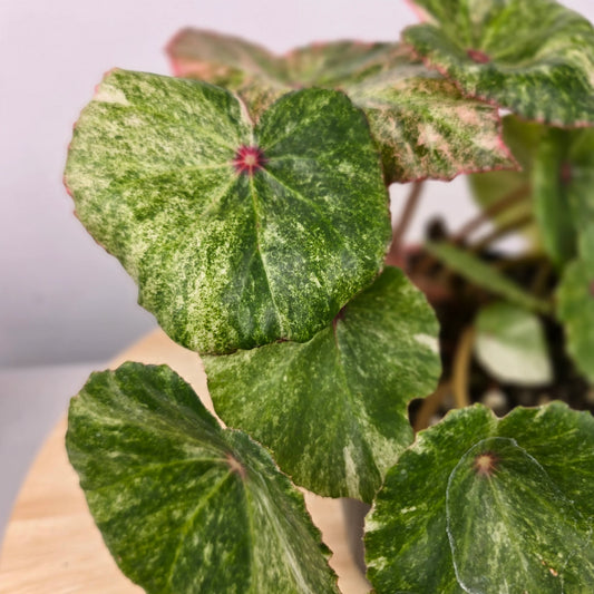 Begonia 'Rouge Variegata'
