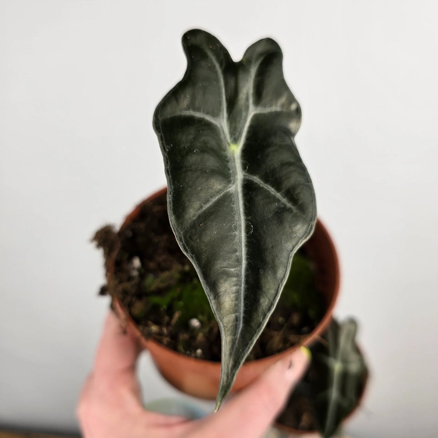 Alocasia Sanderiana Nobilis 'S'