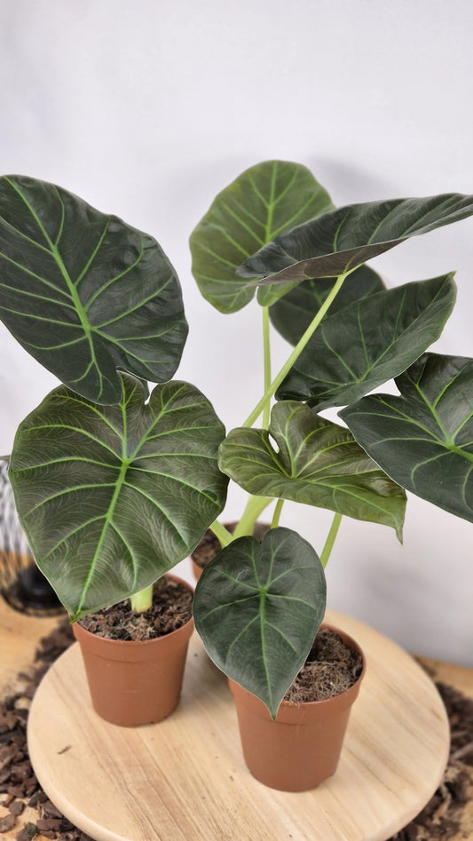 Alocasia 'Regal Shields'