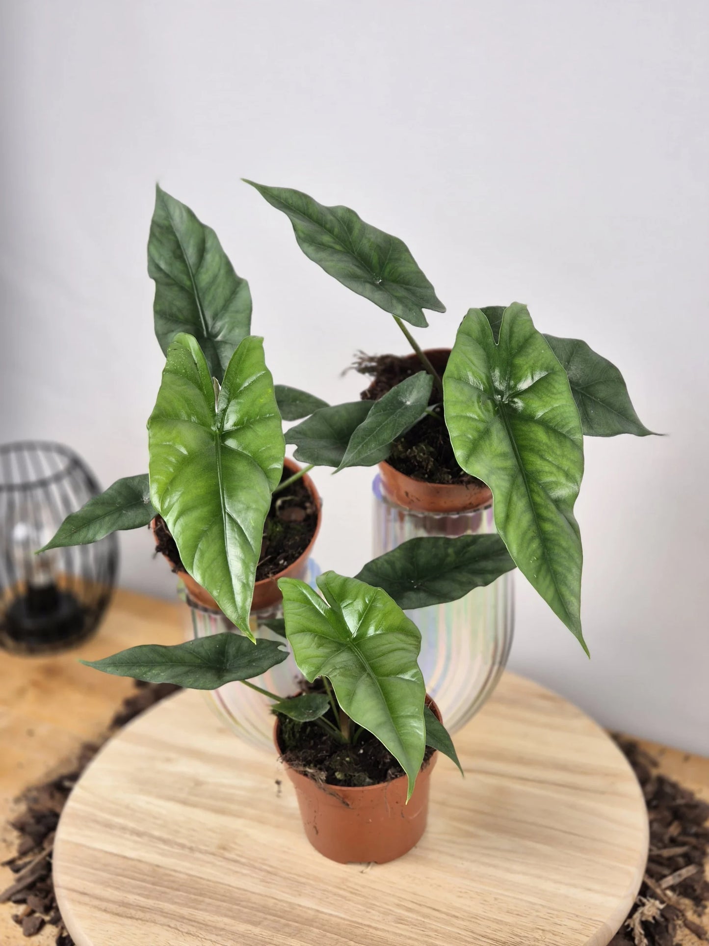 Alocasia Simpo