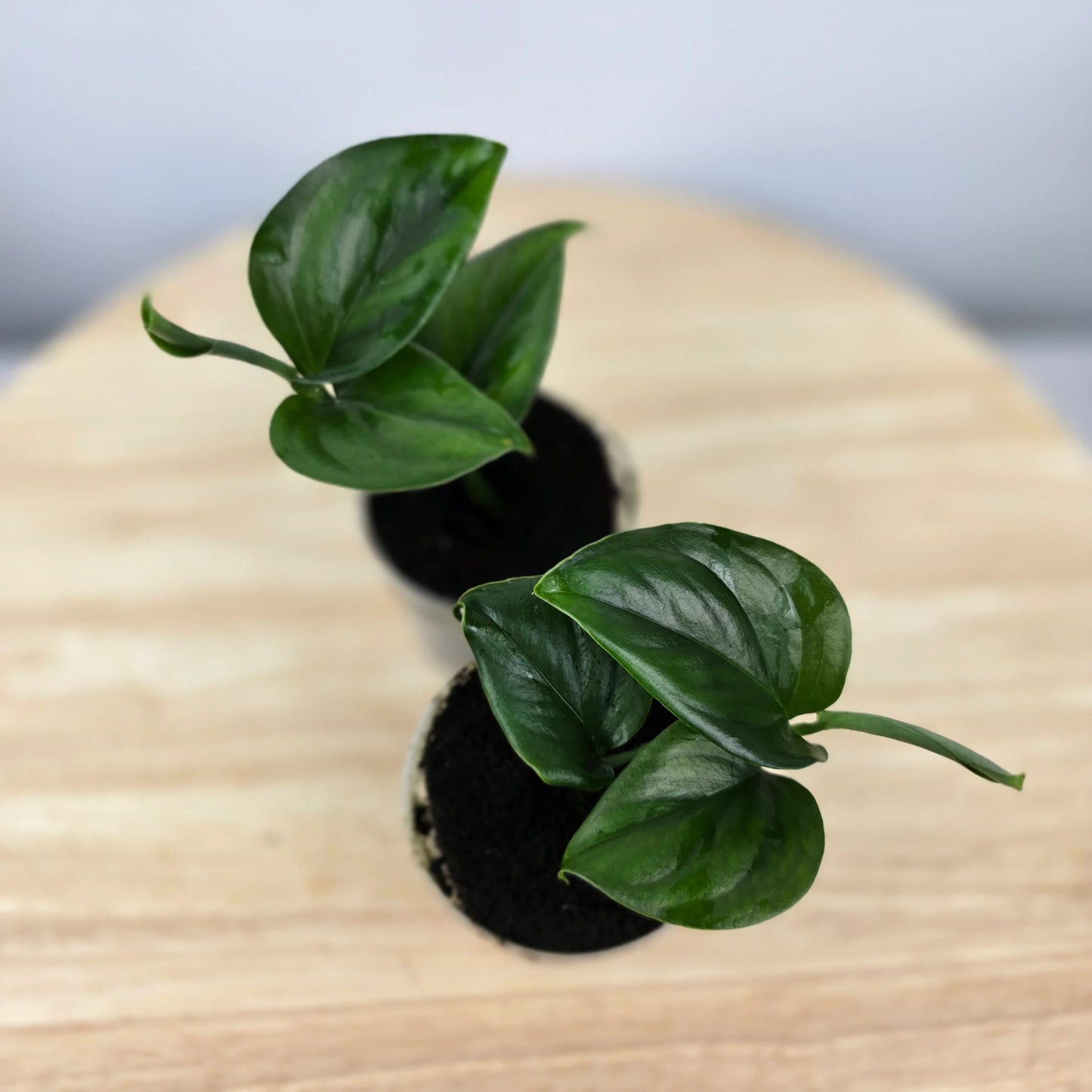 Monstera gambensis