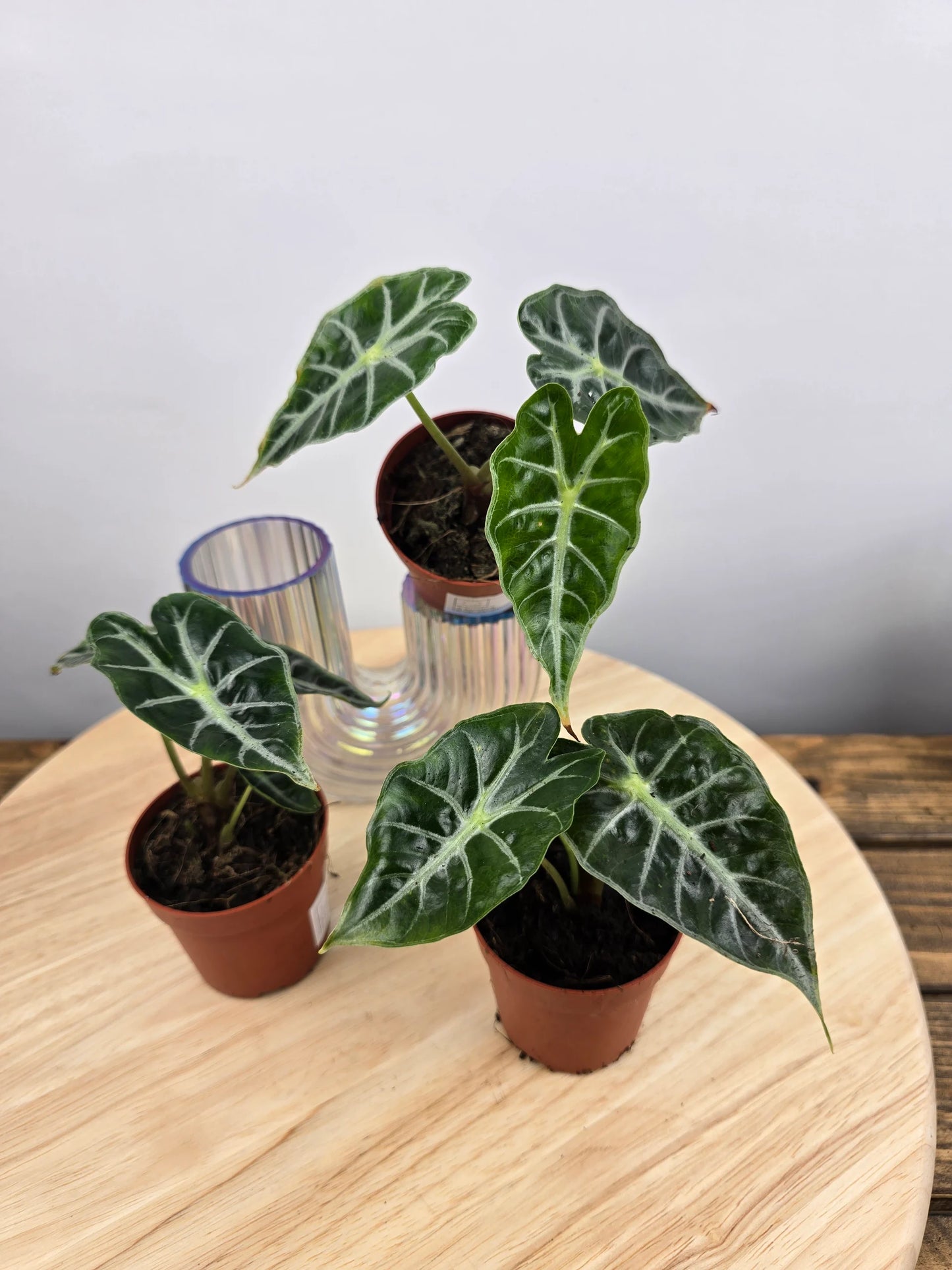Alocasia Mandalay