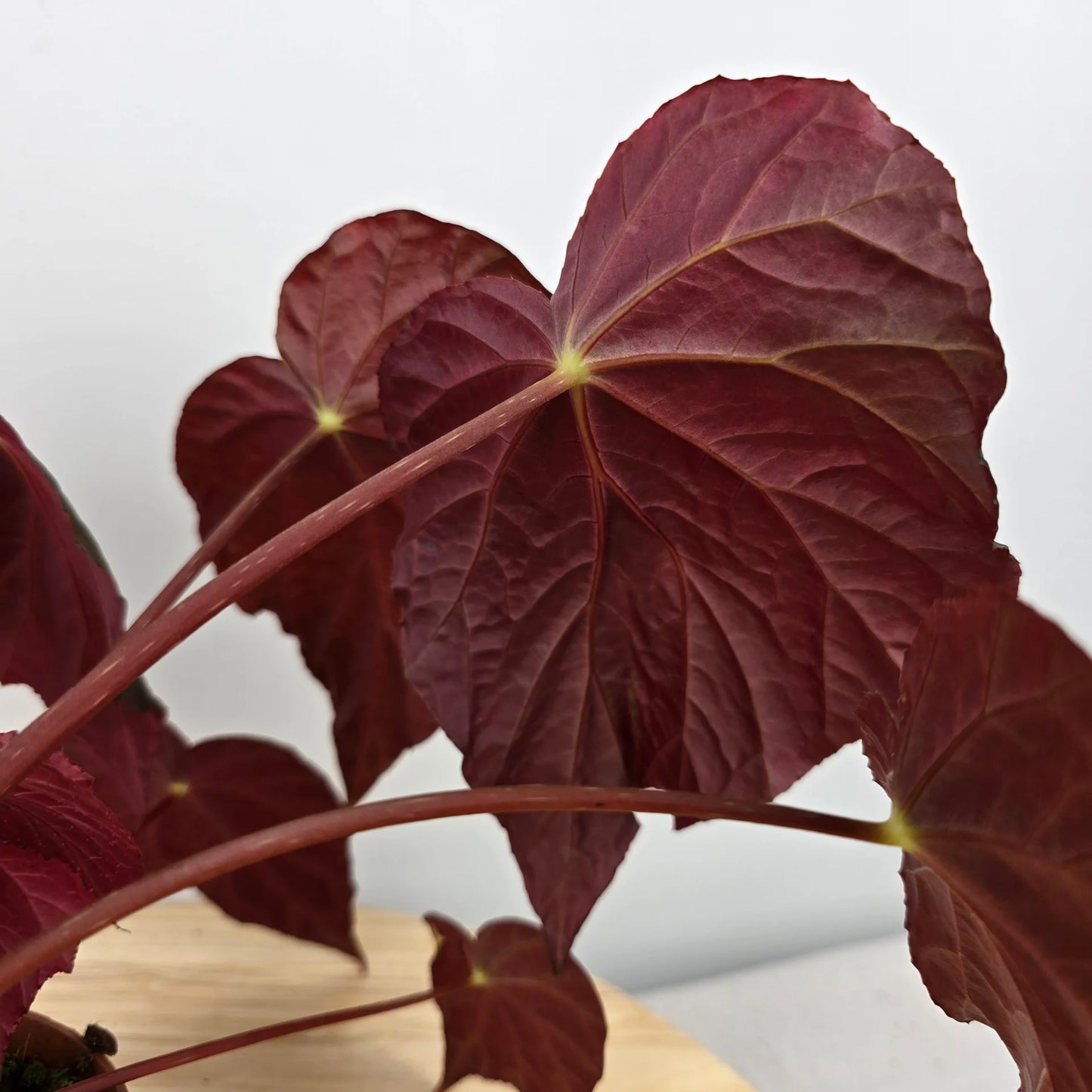 Begonia pavonina