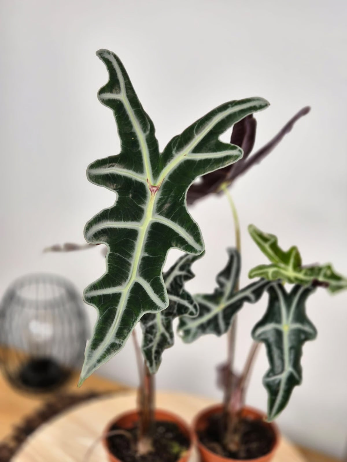 Alocasia Sanderiana 'Nobilis'