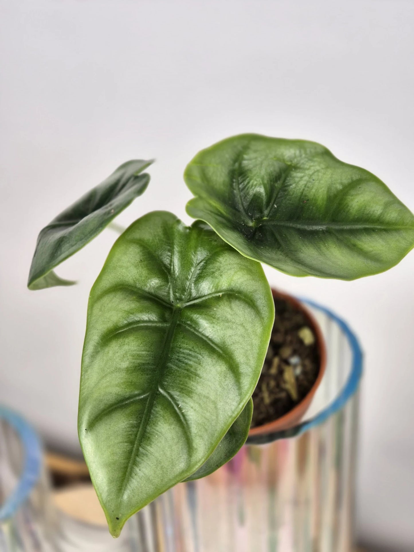 Alocasia reversa