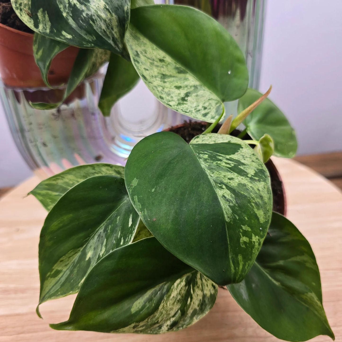 Philodendron hederaceum oxycardium 'Variegata'