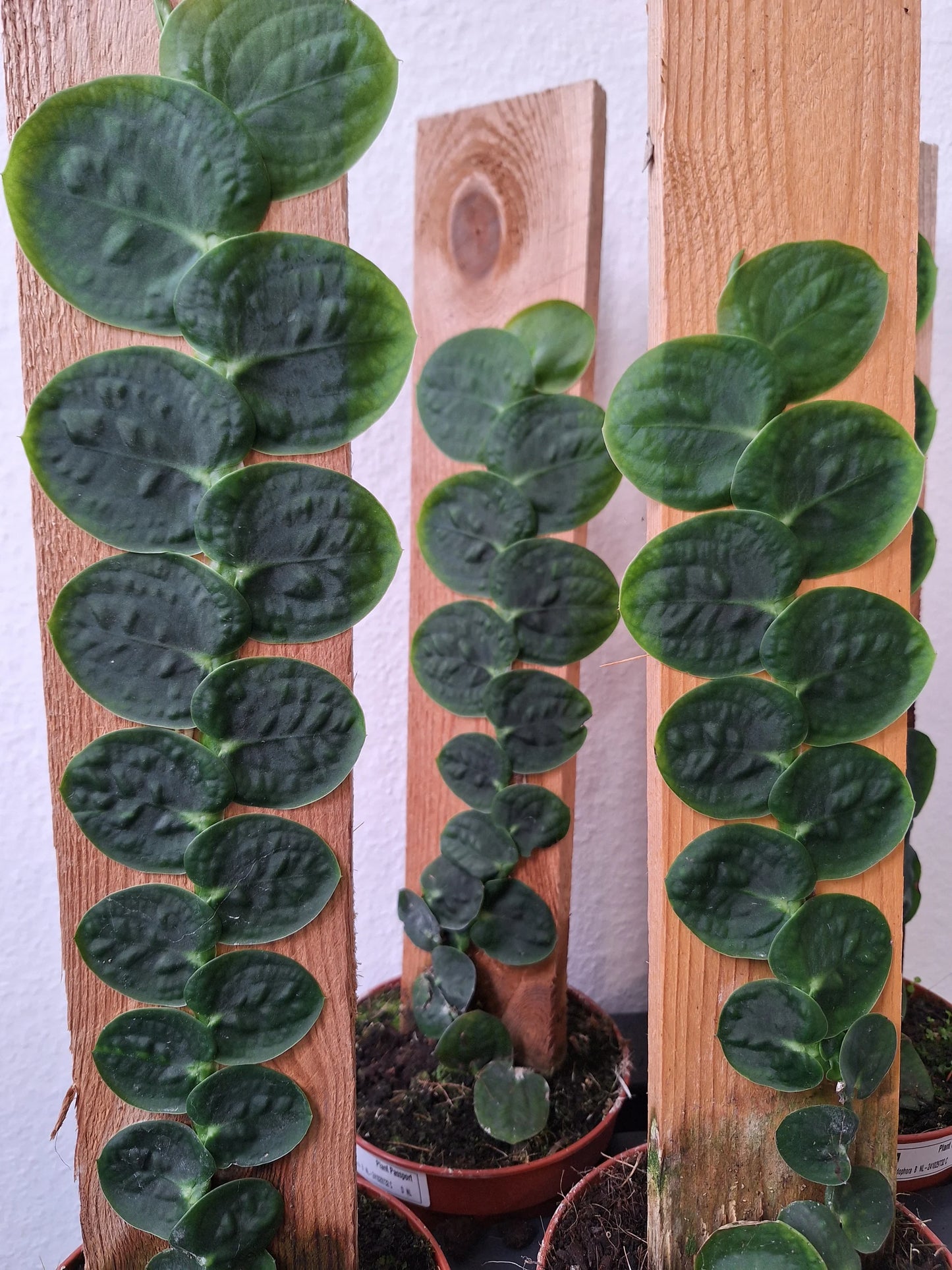 Rhaphidophora korthalsii Syn. celatocaulis