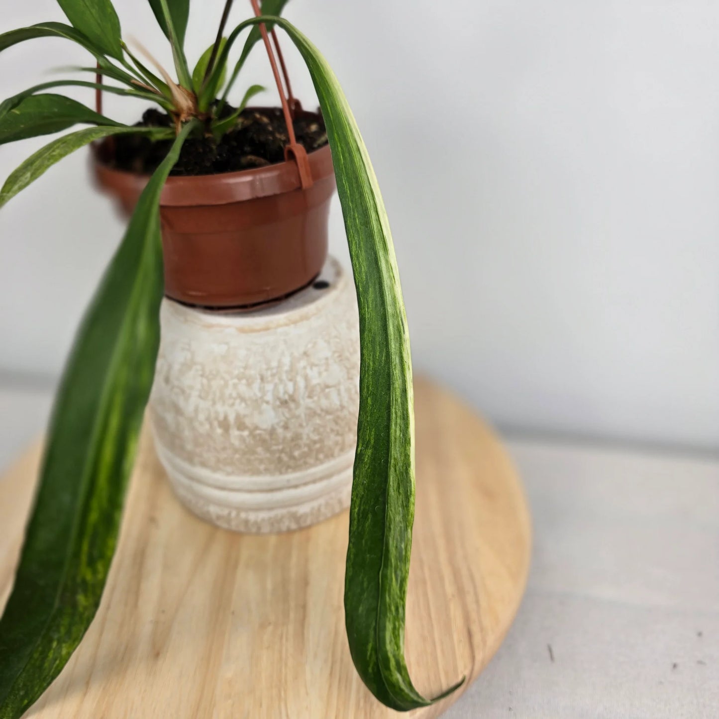 Anthurium vittariifolium 'Variegata'