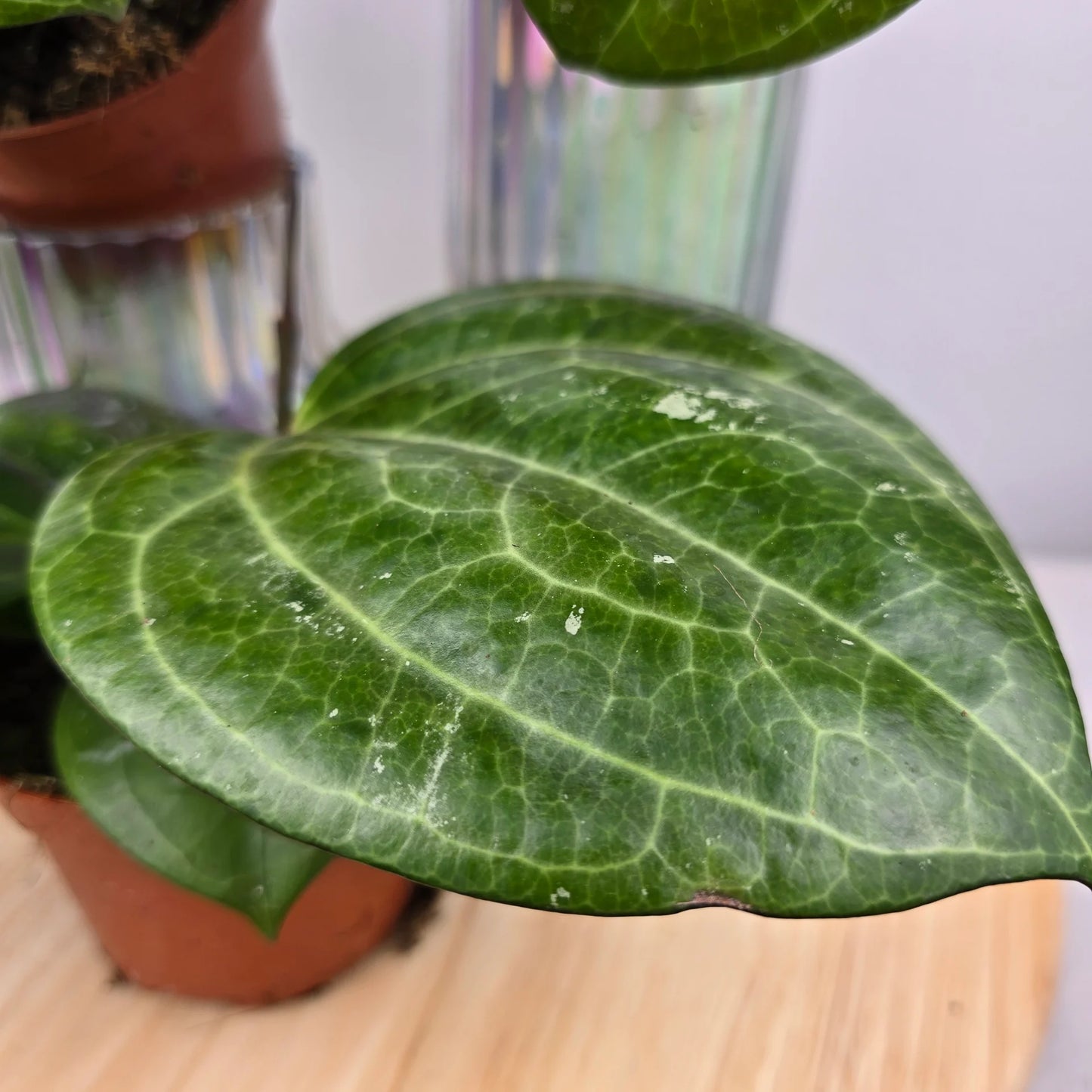 Hoya 'Sarawak Cream'