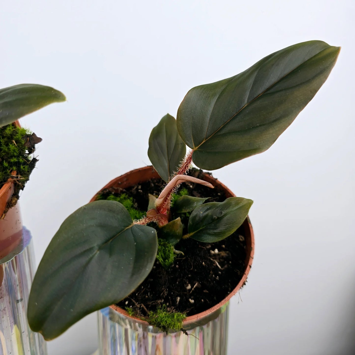 Philodendron squamiferum x serpens