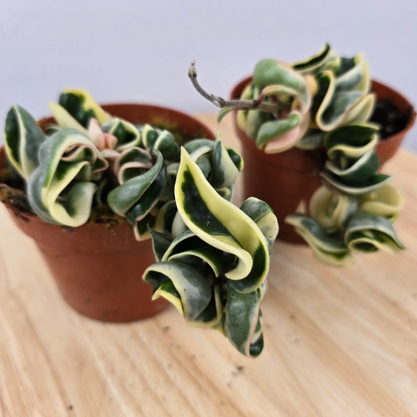 Hoya carnosa Compacta 'variegata'