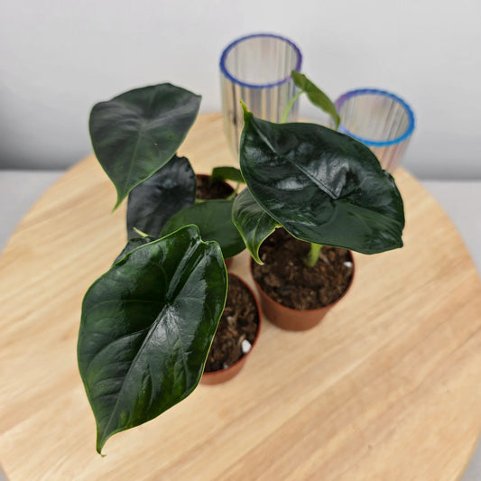 Alocasia 'Green Unicorn'