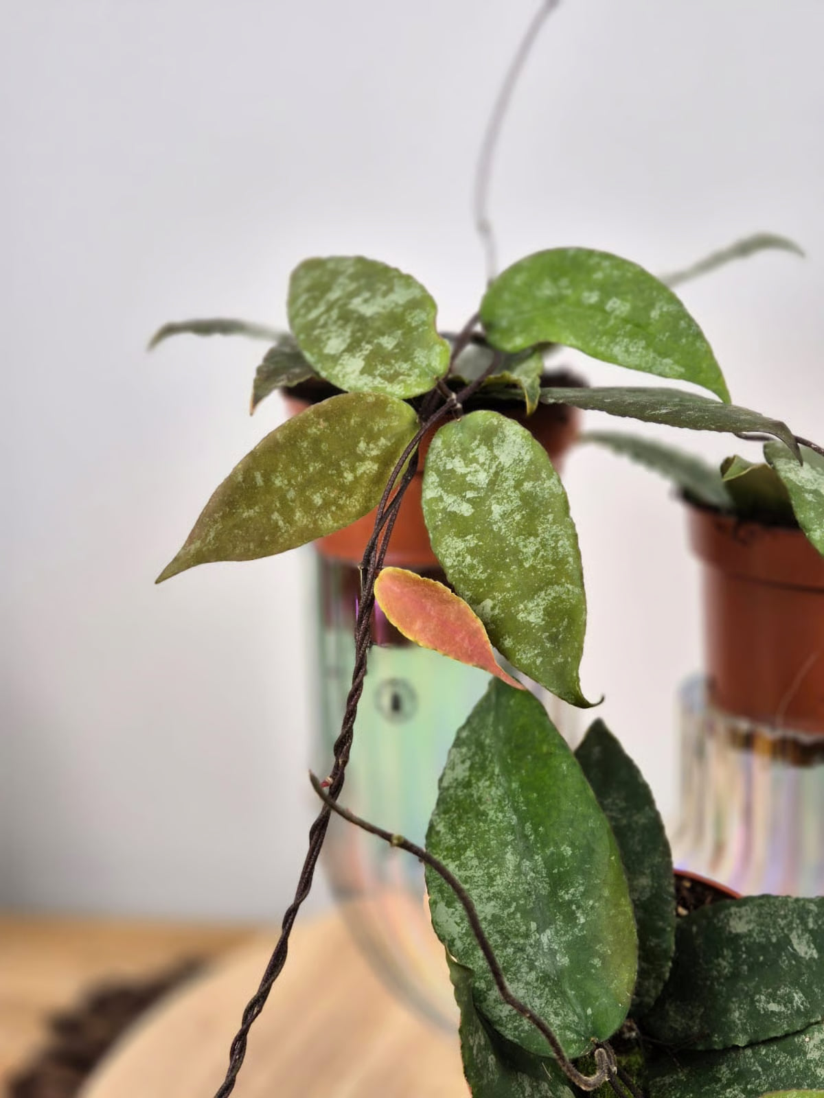 Hoya Caudata (Sumatra)