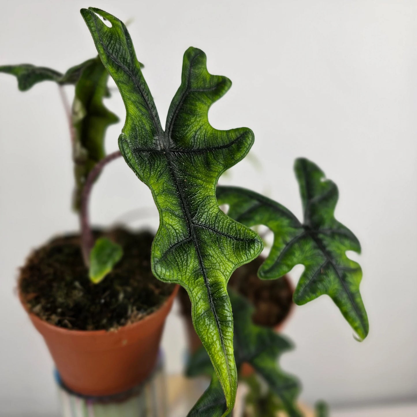Alocasia Jacklyn