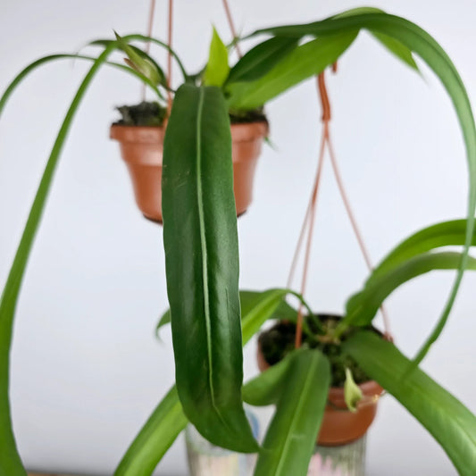 Anthurium vittariifolium
