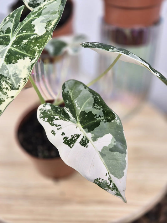Alocasia Micholitziana 'Frydek variegata'