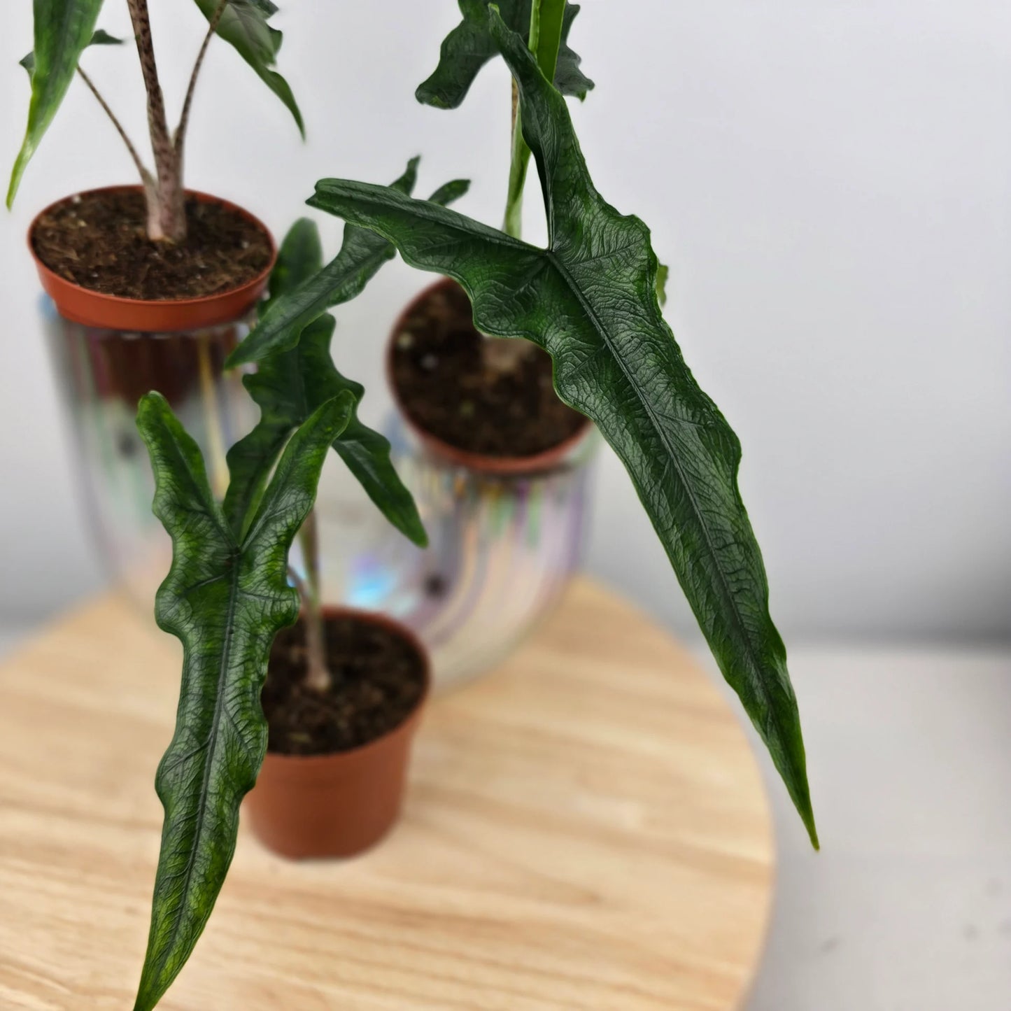 Alocasia Sabrina 'Narrow'