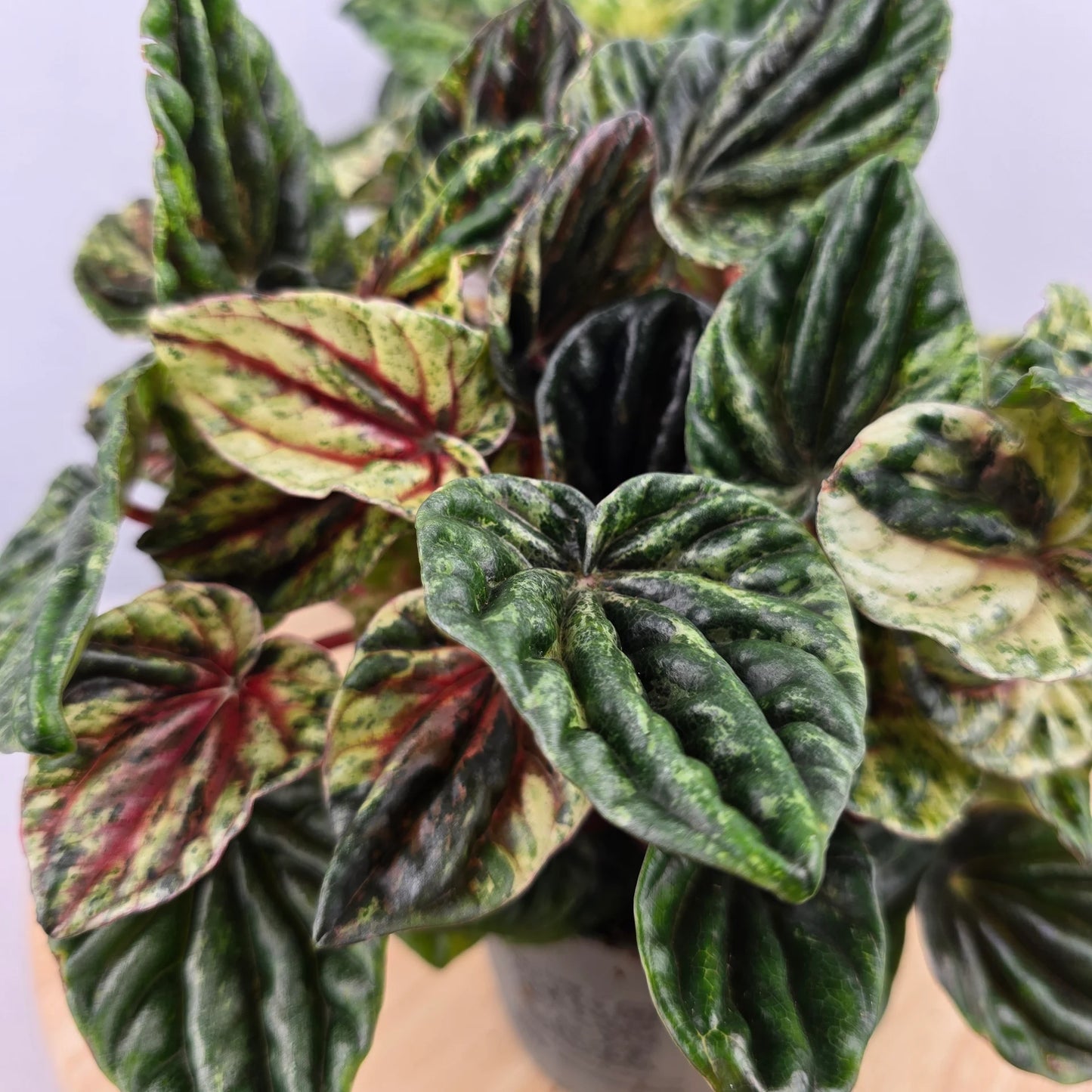 Peperomia caperata 'Buenos Aires'