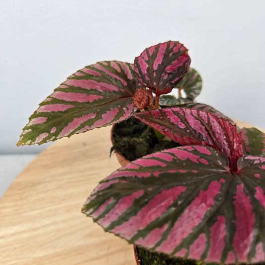 Begonia brevirimosa