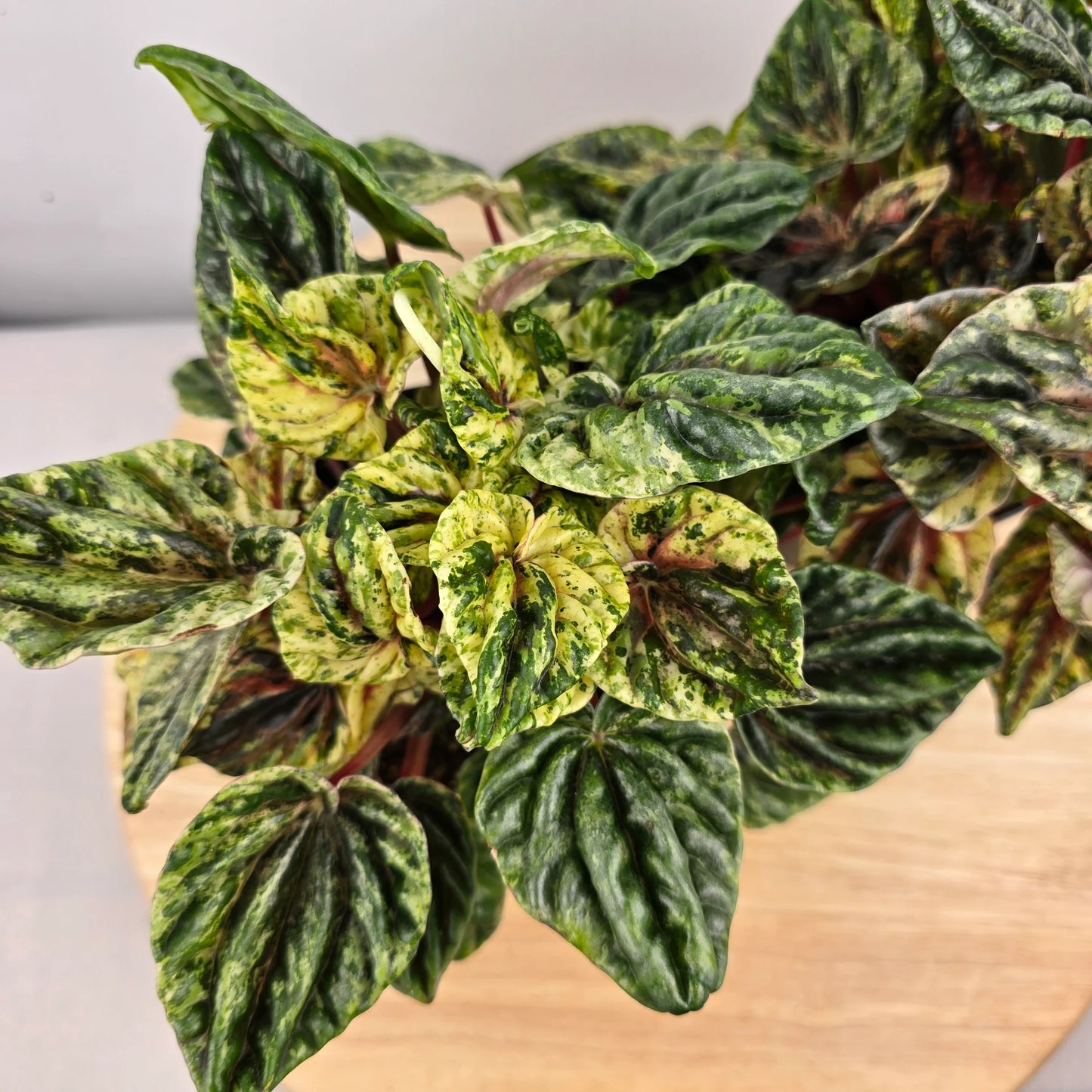 Peperomia caperata 'Buenos Aires'