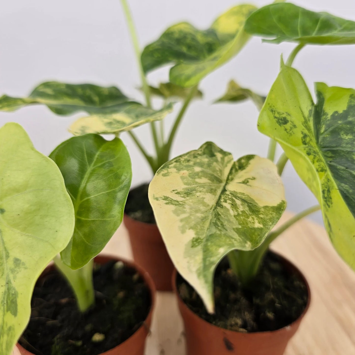 Alocasia Odora aurea variegata