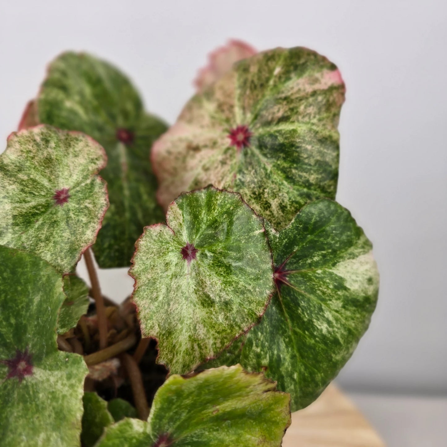 Begonia 'Rouge Variegata'
