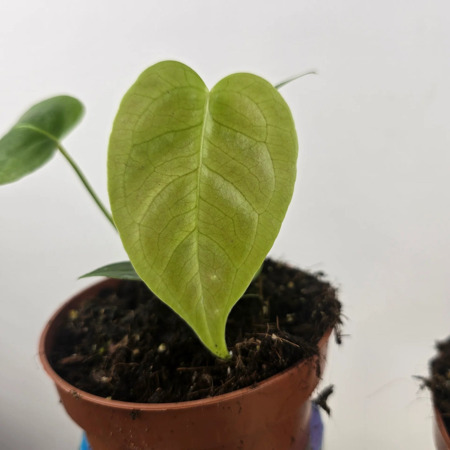 Anthurium Veitchii 'S'