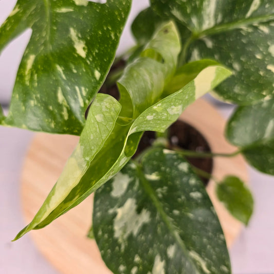Monstera 'Thai Constellation'