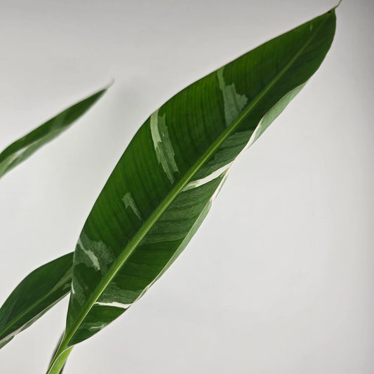 Musa 'Florida Variegata'