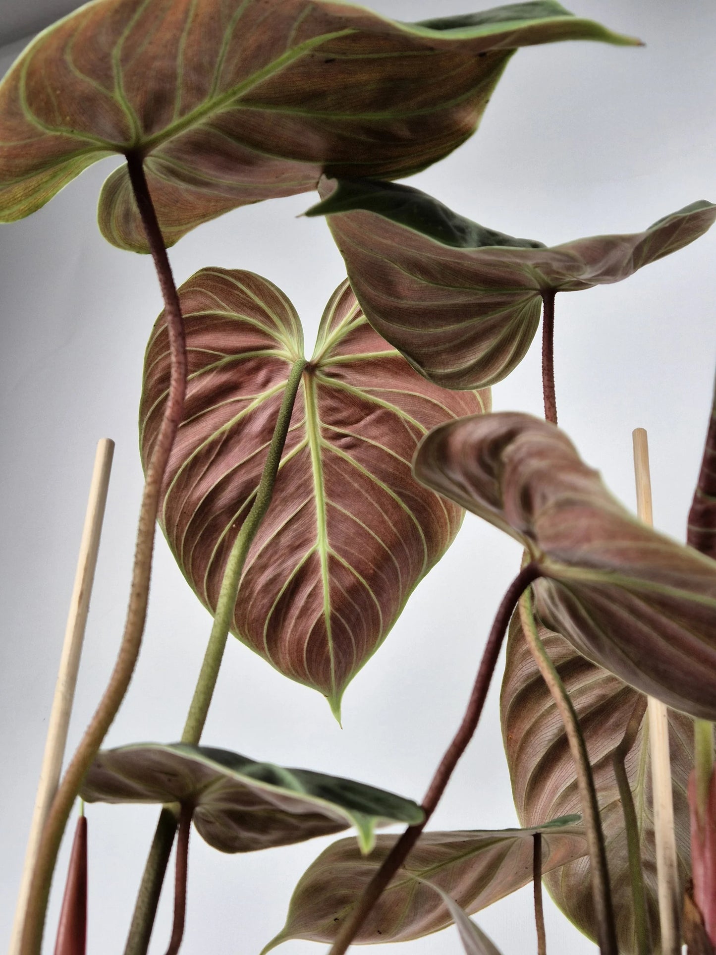 Philodendron 'El Choco Red'
