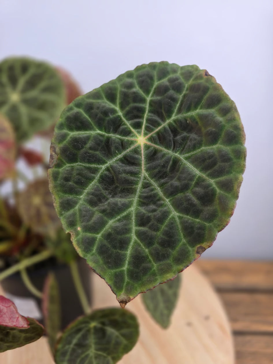 Begonia goegoensis