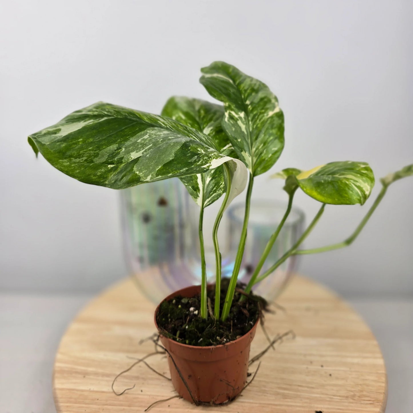Monstera lechleriana 'Variegata'