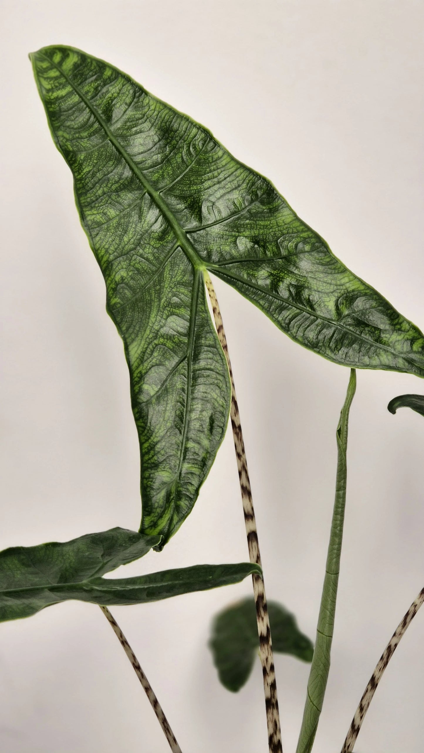 Alocasia zebrina 'Reticulata'