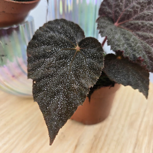 Begonia 'Taconite'