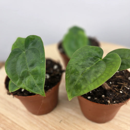 Anthurium papillilaminum x Dressleri