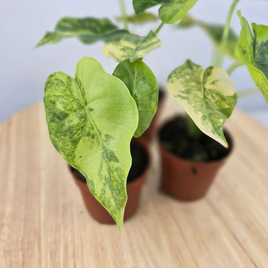 Alocasia Odora aurea variegata