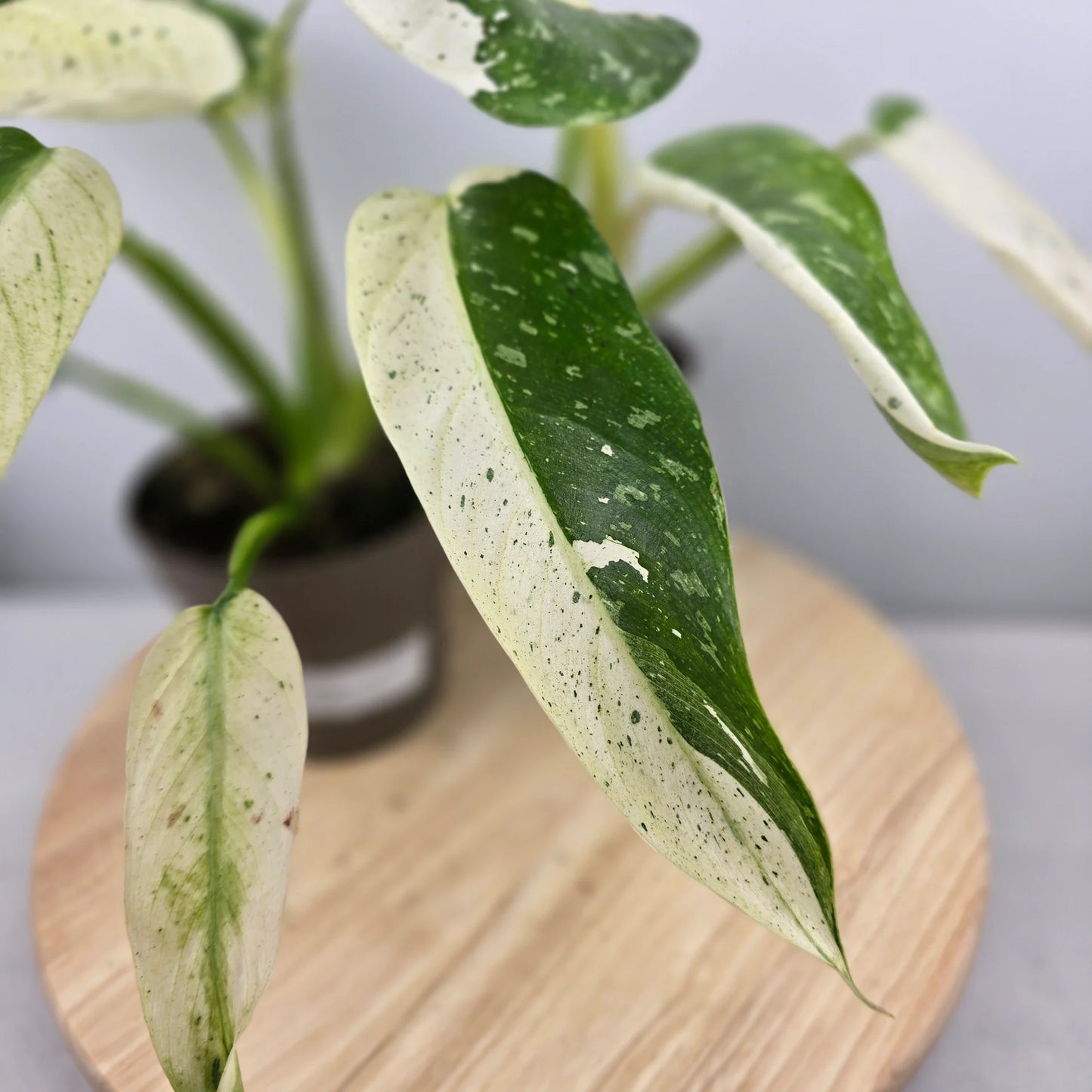 Philodendron 'Jose Buono'