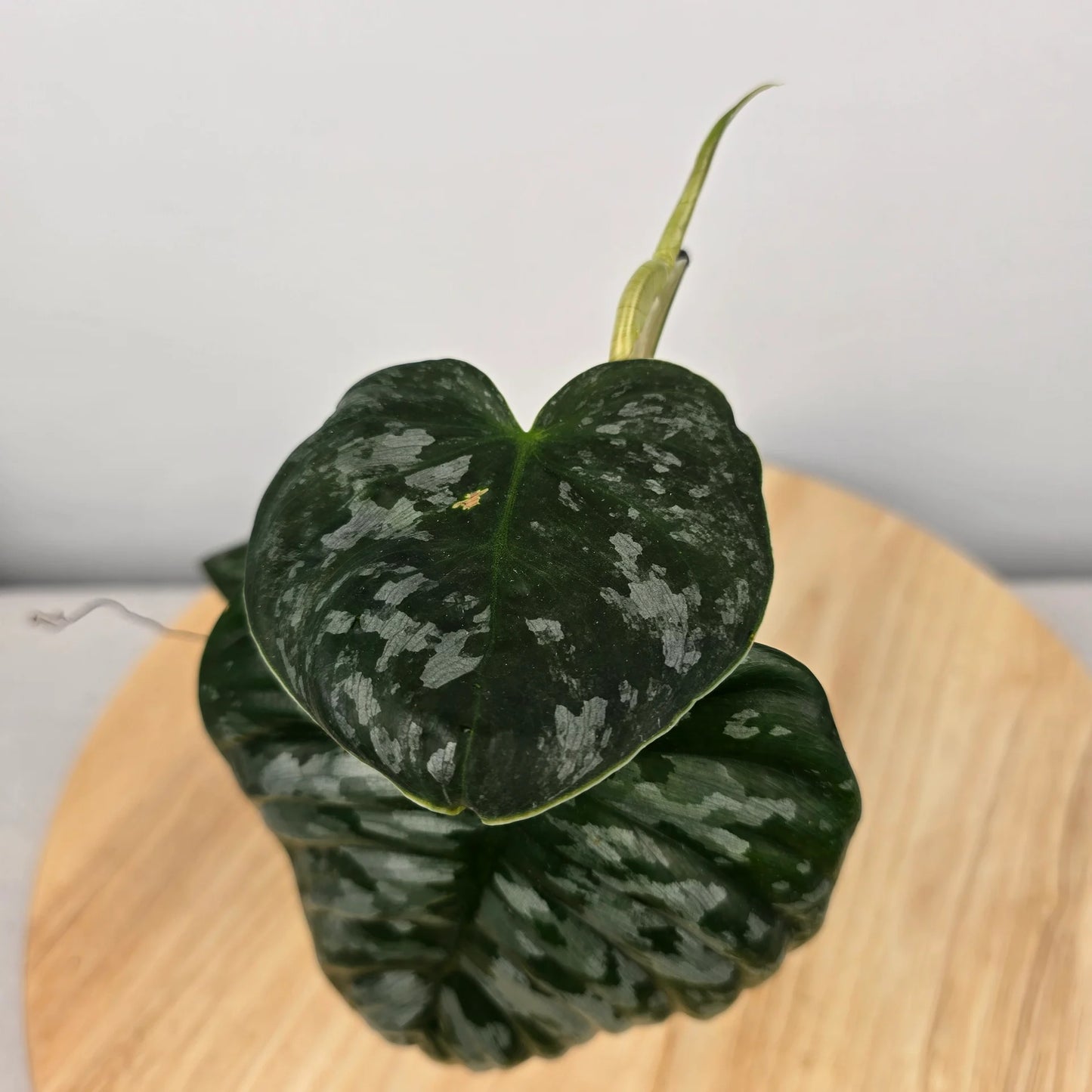 Philodendron Brandtianum 'Wild Form' (RC)